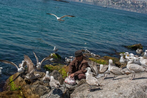 I gabbiani si trovano sulla riva del mare