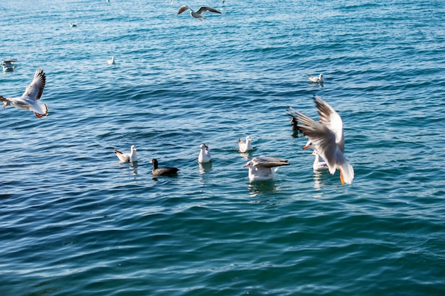 I gabbiani sono sopra e sopra le acque del mare