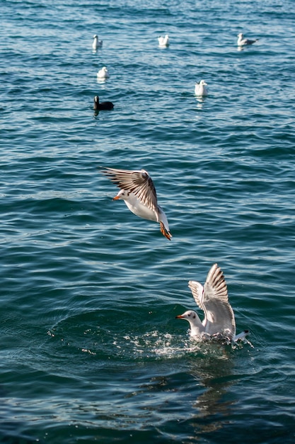 I gabbiani sono sulle e sopra le acque marine