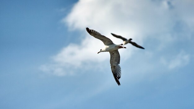 I gabbiani stanno volando. Mar Nero a Sochi, Russia