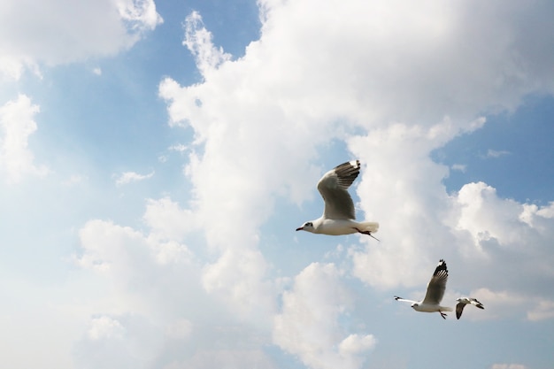 I gabbiani stanno volando nel cielo.