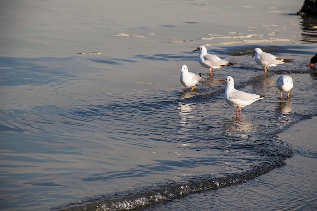 I gabbiani vivono sulla costa in un ambiente urbano