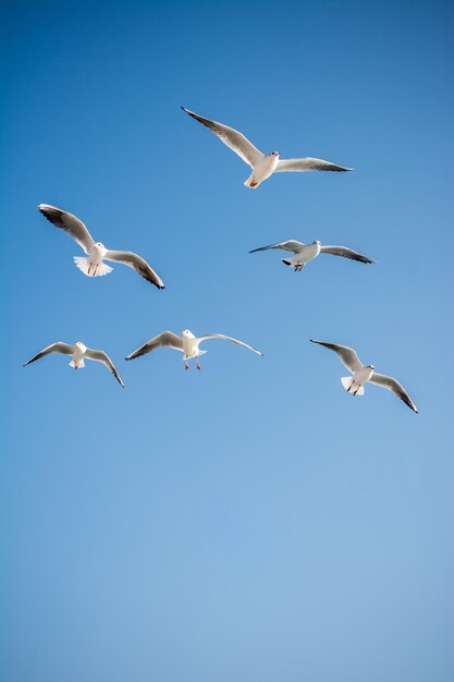 I gabbiani volano in un cielo.