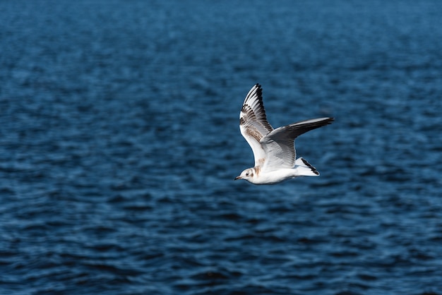 I gabbiani volano nel bel cielo azzurro e nel mare