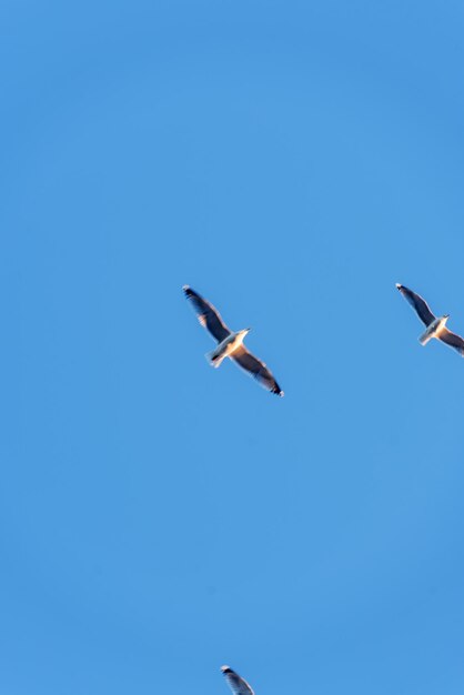 I gabbiani volano nel cielo blu