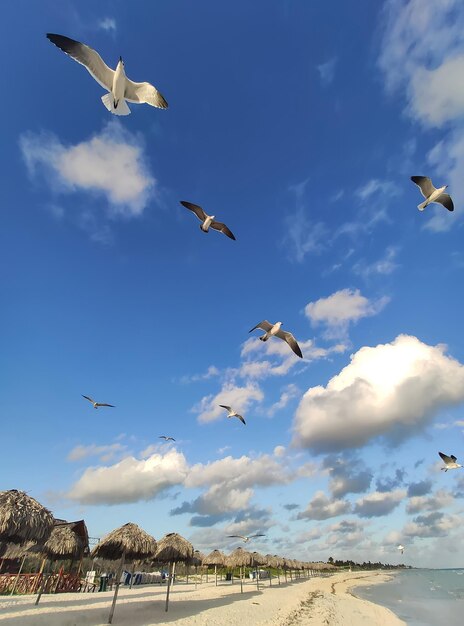 I gabbiani volano nel cielo sopra la costa del marex9xA