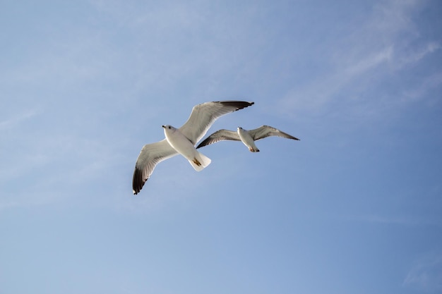 I gabbiani volano nel cielo