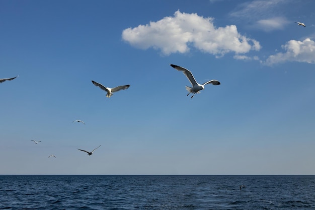 I gabbiani volano sopra l'acqua