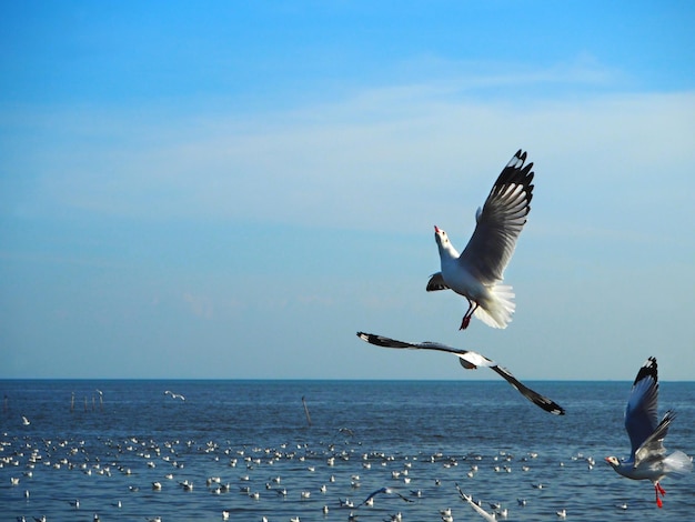 I gabbiani volano sul mare contro il cielo