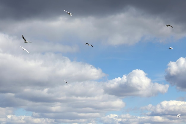 I gabbiani volteggiano nel cielo con la carta da parati di nuvole ricci con gli uccelli