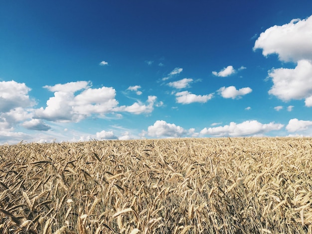 I gambi crescono nel campo contro il cielo blu e le nuvole