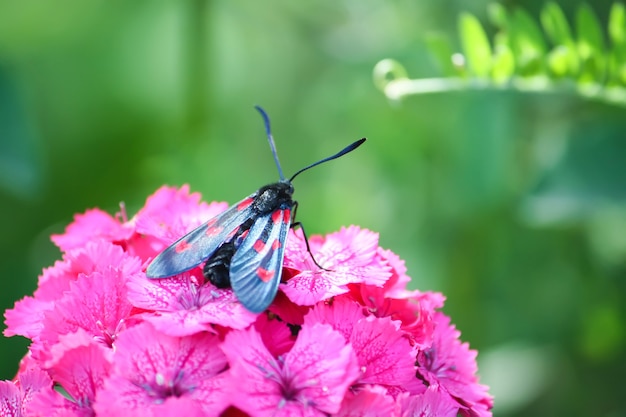 I garofani fioriscono al sole. La Zygaena filipendulae a sei punti è una falena che vola di giorno.