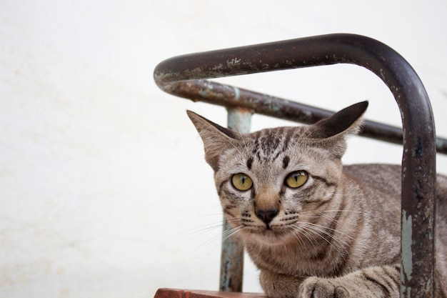 I gatti a strisce marroni stanno giocando in vari gesti