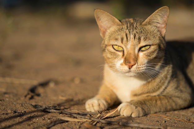 I gatti accovacciati sono distesi a terra alla luce del sole.