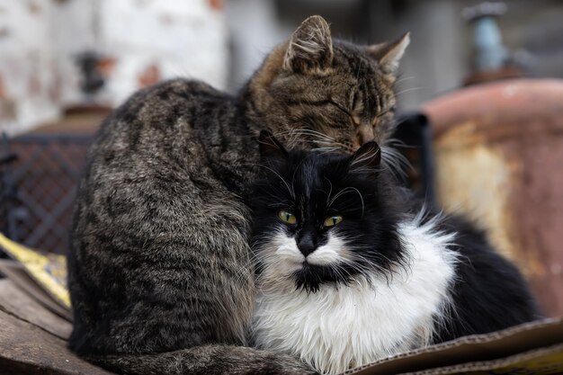 I gatti domestici si crogiolano nel cortile di casa