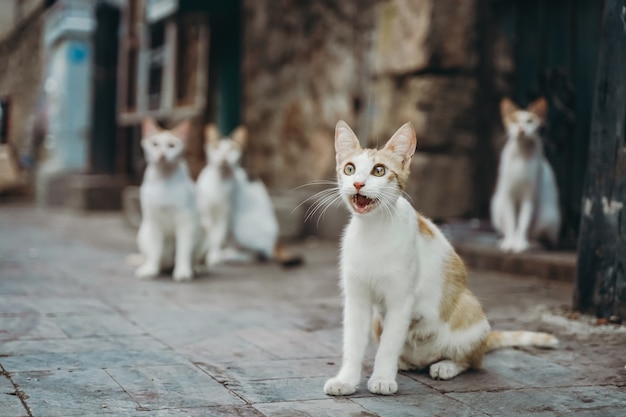 I gatti riposano in una giornata di sole in estate gatti di strada in natura foto di alta qualità