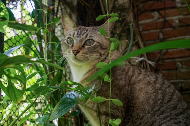 I gatti sembrano molto carini in questo modo.