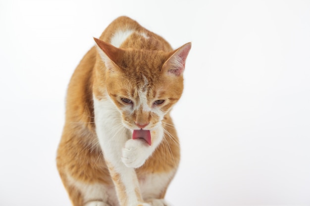 I gatti stanno pulendo il corpo ogni giorno.