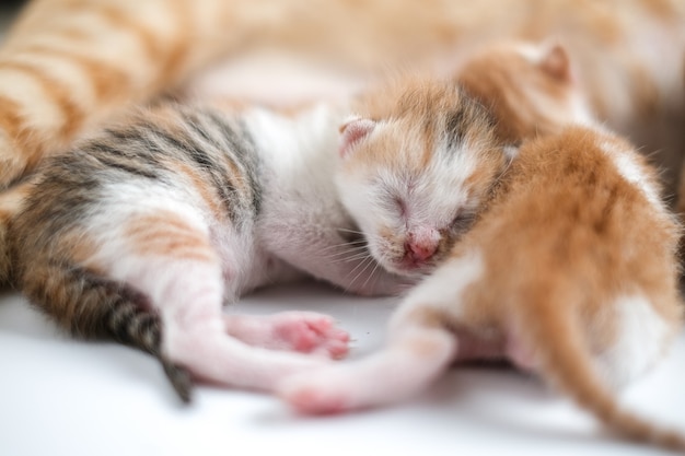 I gattini appena nati bevono il latte della madre su sfondo bianco