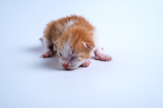 I gattini appena nati dormono su sfondo bianco