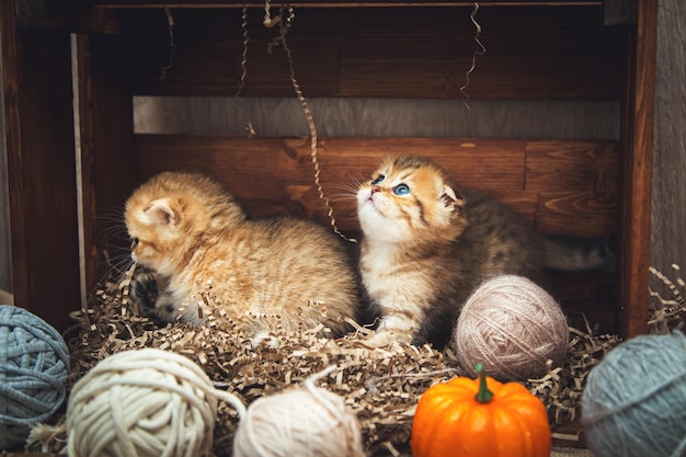 I gattini British Shorthair giocano con gomitoli di filo in una scatola di legno. Stile rustico.