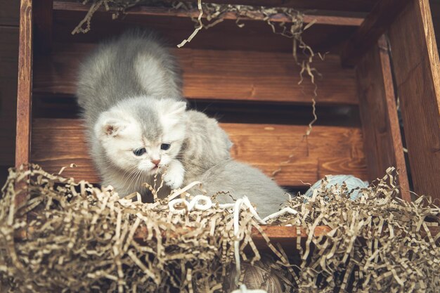 I gattini British Shorthair giocano con palline di filo in una scatola di legno Stile rustico