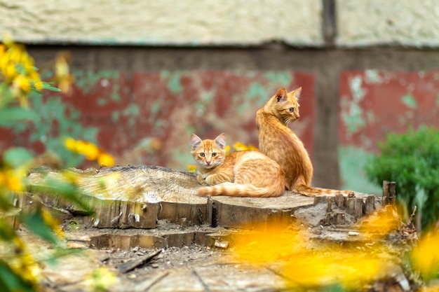 I gattini dello zenzero selvaggio stanno riposando in un giardino dell'albero