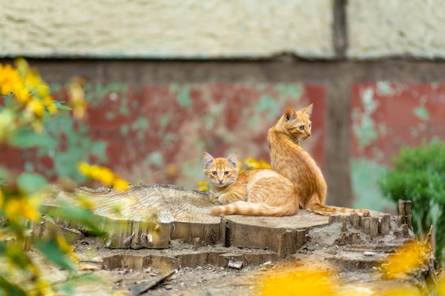 I gattini dello zenzero selvaggio stanno riposando in un giardino dell'albero