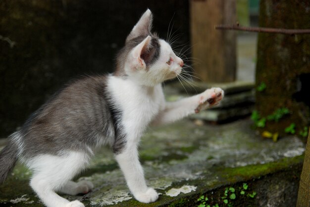 I gattini domestici giocano nel cortile