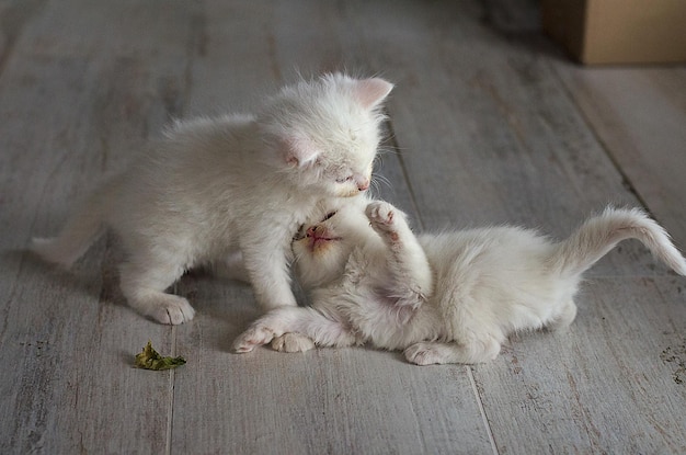 I gattini giocano tra loro