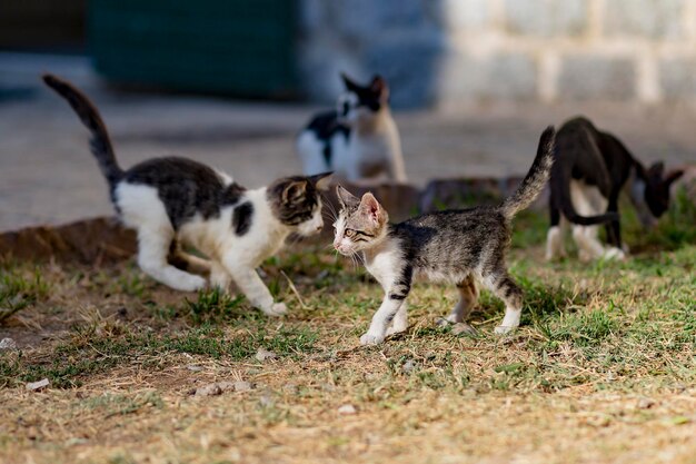 I gattini senzatetto giocano