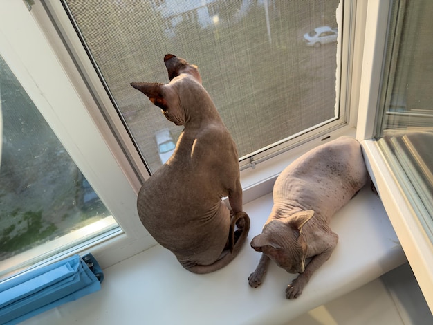 I gattini sono seduti sul davanzale della finestra Gatti Sfinge sulla finestra