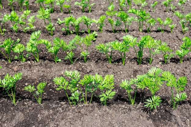 I germogli di carota crescono in un'aiuola