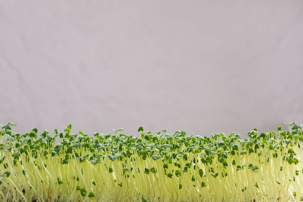 I germogli di Chia microgreen si chiudono su sfondo grigio concetto di alimentazione sana messa a fuoco selettiva per il testo