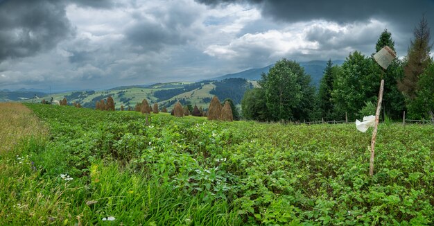 I germogli di patate stanno sbocciando sul campo. Agricoltura.