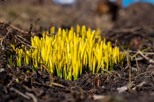 I germogli verdi dei narcisi in primavera