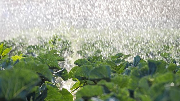 I germogli verdi delle piantine emergono dal sistema di irrigazione del suolo al sole del mattino su ...