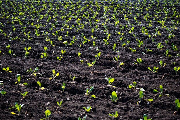 I germogli verdi delle piantine emergono dal terreno