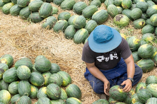 I giardinieri stanno raccogliendo i cocomeri in vendita