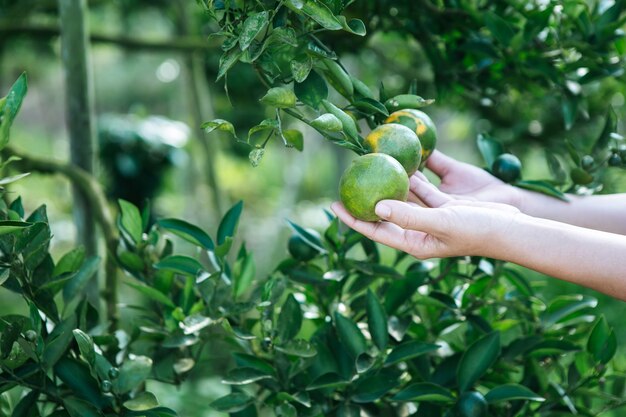 I giardinieri stanno raccogliendo l&#39;arancia