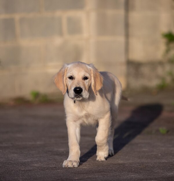 I giochi pazzi e felici del mio cucciolo Dexter un golden retriever