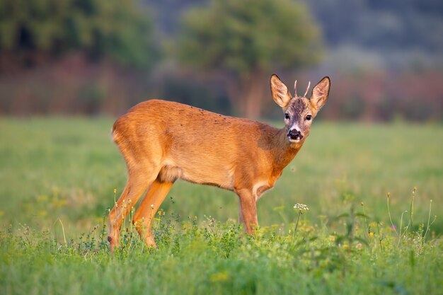 I giovani caprioli buck in estate su un'erba verde fresca