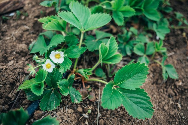 I giovani cespugli di fragole crescono nel giardino