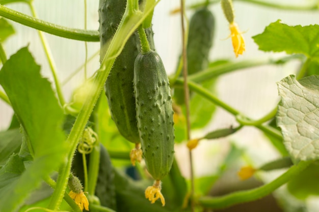 I giovani cetrioli biologici crescono nell'ortoColtivare gli ortaggiFresco raccolto