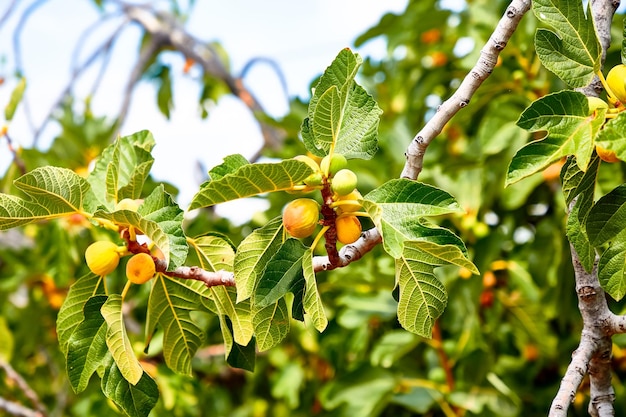 I giovani fichi crescono sull'albero