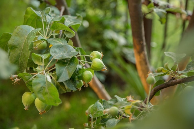 I giovani frutti delle mele verdi sono appesi su un ramo di albero