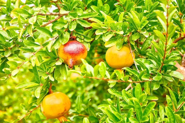 I giovani frutti di melograno crescono su un albero