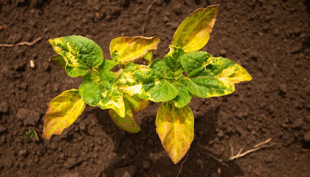 I giovani germogli di girasole vengono bruciati con erbicida