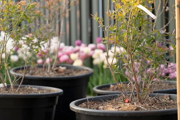 I giovani germogli di mirtillo vengono piantati in enormi vasi nel giardino