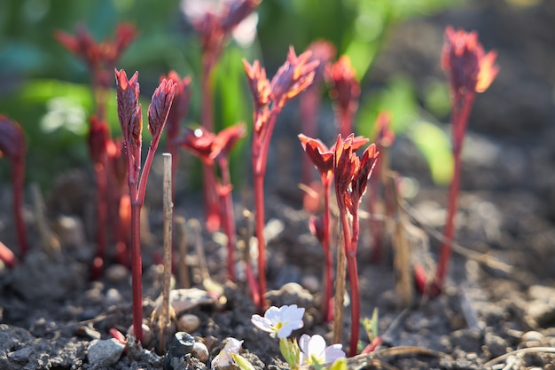 I giovani germogli rosso scuro della peonia crescono nel giardino di primavera